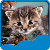 chats mignons Live Wallpapers