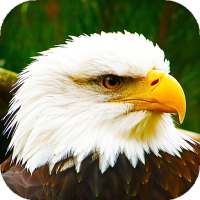 Eagle Live Wallpaper (Wallpapers & Backgrounds)