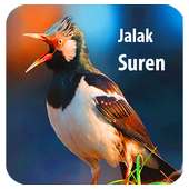 Master Kicau Jalak Suren on 9Apps