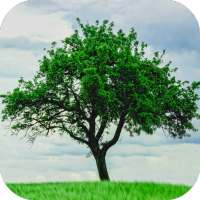 Tree Wallpapers on 9Apps