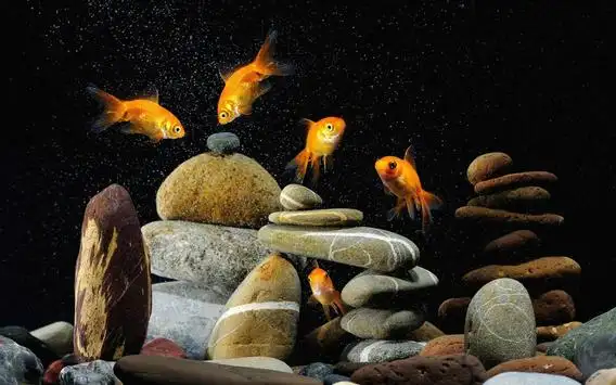 Goldfish Live Wallpaper APK Download 2023 - Free - 9Apps Goldfish Live Wallpaper APK Download 2023 - Free - 9Apps