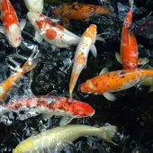 koi live wallpaper  pro apk for Android - 9Apps