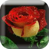 Lovely Roses Animation on 9Apps