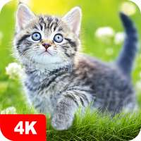 Papéis de parede com gatos 4K on 9Apps