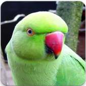Indian Ringneck Parrot Sound: Rose-Ringed Parakeet on 9Apps