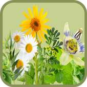 Curarse con plantas medicinales on 9Apps