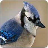 Blue Jay Bird Call : Blue Jay Bird Sounds on 9Apps