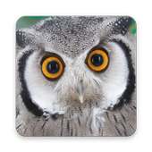Cool Owl Wallpaper on 9Apps