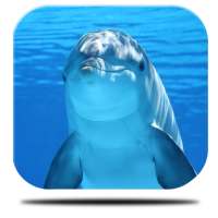 Marine Dolphin Live Wallpaper on 9Apps