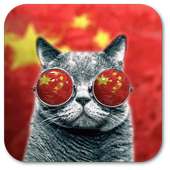 Wallpaper Cool Cat on 9Apps
