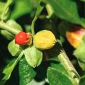 Ashwagandha Benefits - অশ্বগন্ধার উপকারিতা