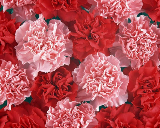 Carnation Wallpapers - Wallpaper Cave