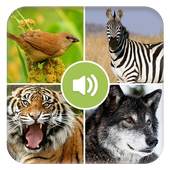 Real Animal Sounds