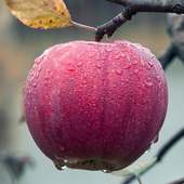 lwp ücretsiz elma