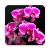 Orchid Wallpaper HD on 9Apps