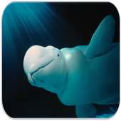 Beluga whale sounds on 9Apps