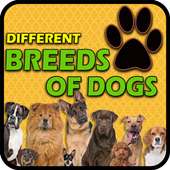 Different Breeds of Dogs