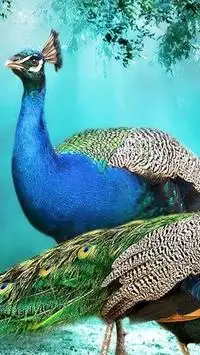 Téléchargement de l'application Peacock HD Wallpaper 2023 - Gratuit - 9Apps Téléchargement de l'application Peacock HD Wallpaper 2023 - Gratuit - 9Apps