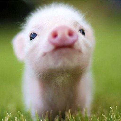 Mini Pig Wallpapers