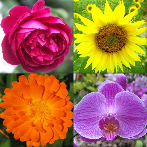 Flowers Quiz - Identify Plants