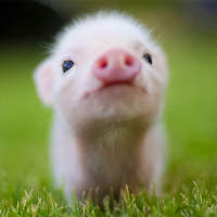 Mini Pig Wallpapers on 9Apps