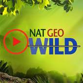 Wild Geographic Videos : Latest Animals Videos