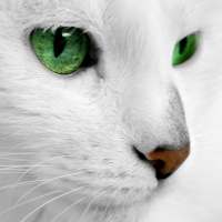 White Cats Live Wallpaper on 9Apps