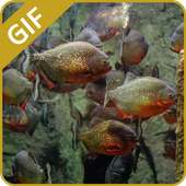 Fish Aquarium GIF on 9Apps