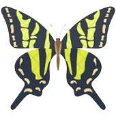 Columbian Butterfly