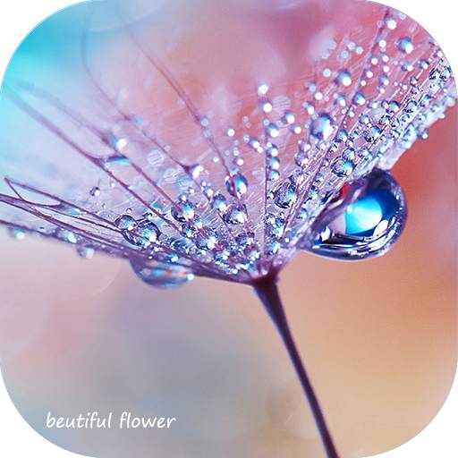 The most beautiful flower of the dewdrop theme