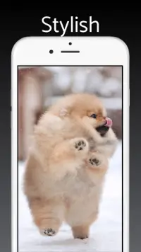Pomeranian Dog Wallpaper HD APK Download 2023 - Free - 9Apps