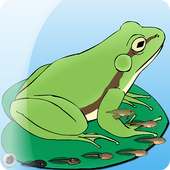 Benim pet: frog
