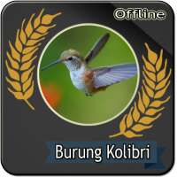 Suara Burung Kolibri Pikat Mp3 Full Offline