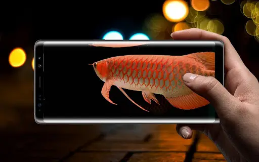 Pair Of Orange Fish In A Black Aquarium Background, Aquarium, Fish,  Appreciation Background Image And Wallpaper for Free Download