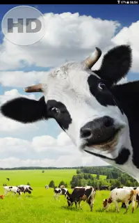 面白い 壁紙 無料 スマホアプリのダウンロード22 無料 9apps