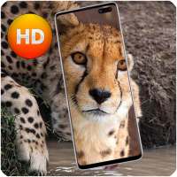 Cheetah 48 Pic Wallpaper HD