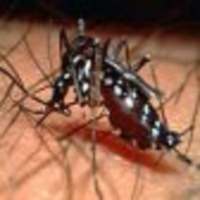 Dengue Free Punjab on 9Apps
