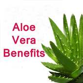 Aloe Vera Benefits