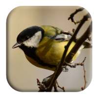 Chickadee Sounds on 9Apps