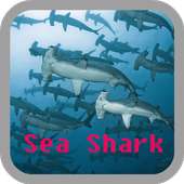 Sea Shark wallpaper on 9Apps