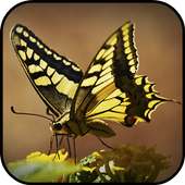 Butterfly Wallpapers on 9Apps