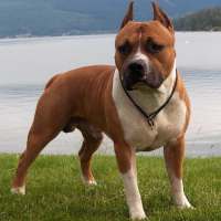 Staffordshire Terrier american