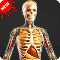 Human Anatomy Bones and Internal Organs Anatomical on 9Apps