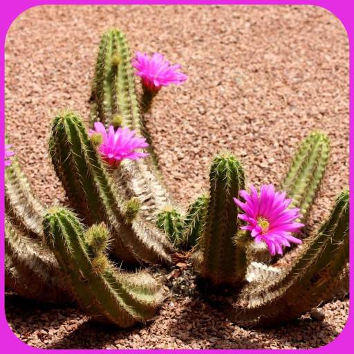 Cactus Flower HD Wallpaper