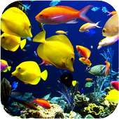 Aquarium HD Wallpapers
