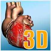 Explore heart in 3D on 9Apps