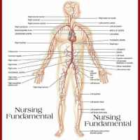 Fundamental Of Nursing on 9Apps