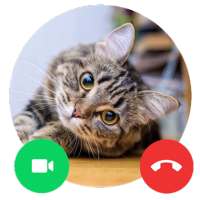 Cat Call me : Cat Video Call & Cat Call prank
