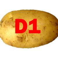 Marek plants potatoes on D1