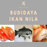 Panduan Budidaya Ikan Nila on 9Apps